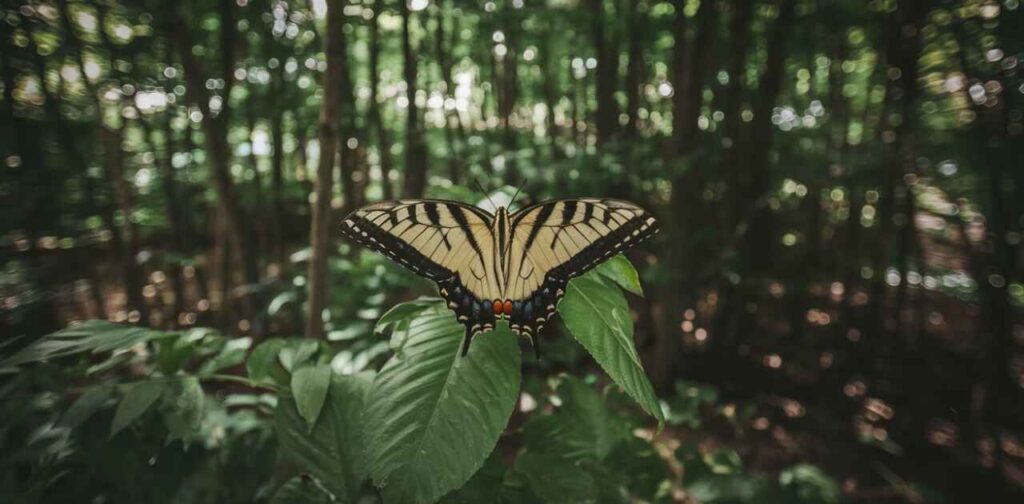 Encounters with the Tiger Swallowtail Butterfly: What Do They Mean?